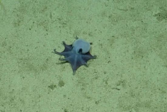El diminuto guardián azul de las profundidades: Galápagos sorprende al mundo con una nueva especie de pulpo